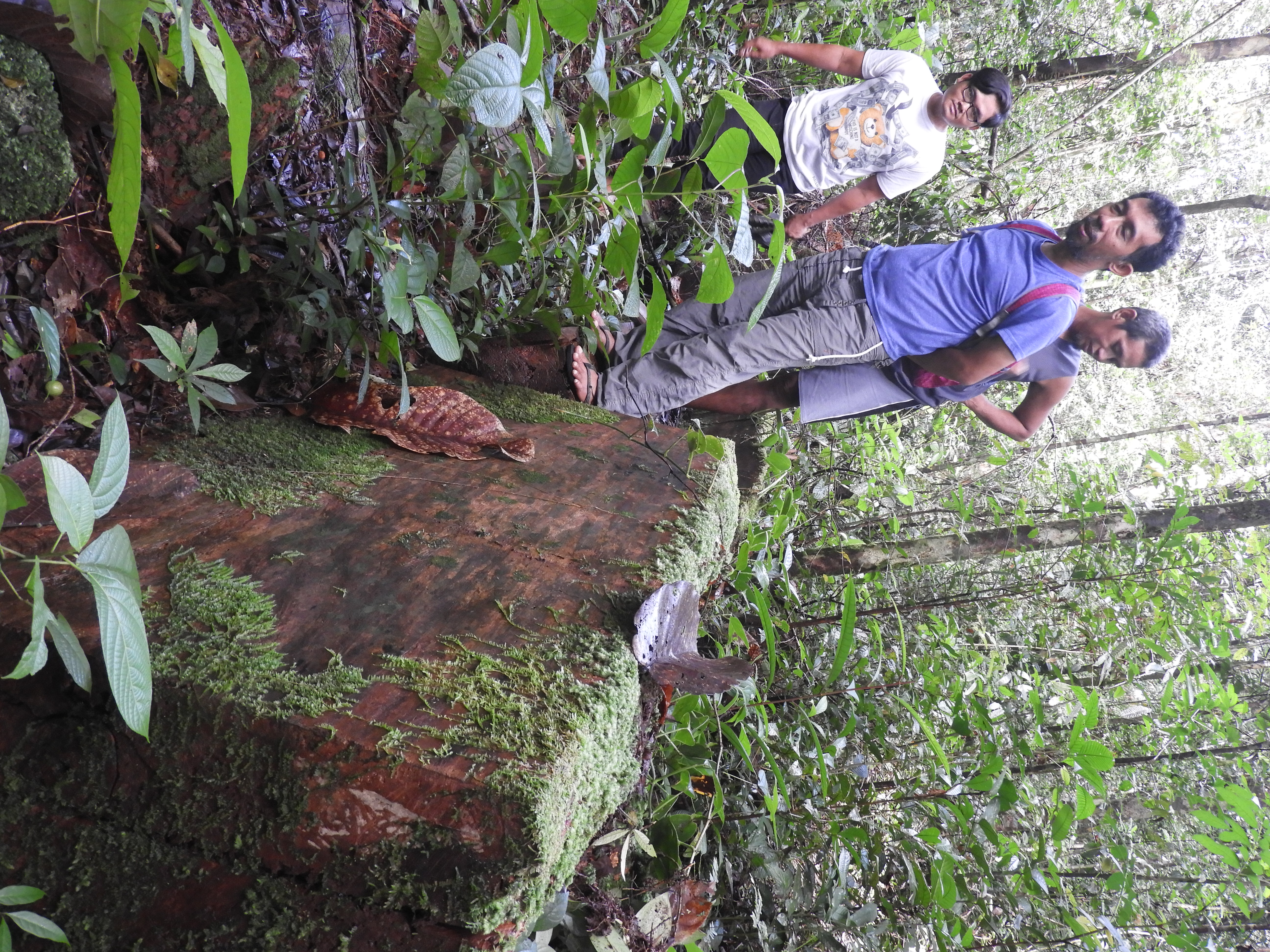 Deman Huri (INTAN, centre), Junaidi (INTAN, right) and Gio (left, Desa Sahan) with remains of logging carried out before the customary forest was effectively protected, Pangajid-Pikul customary forest, Desa Sahan