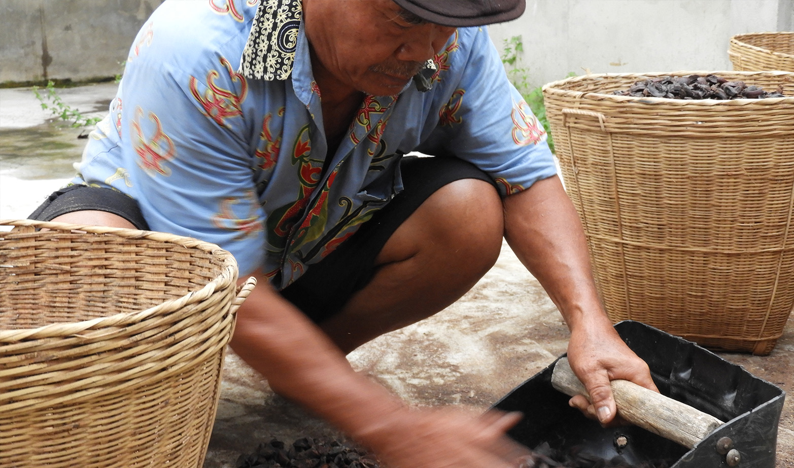 Damianus Nadu collects tengkawang nuts after drying from the drying floor of the Desa Sahan tengkawang butter factory