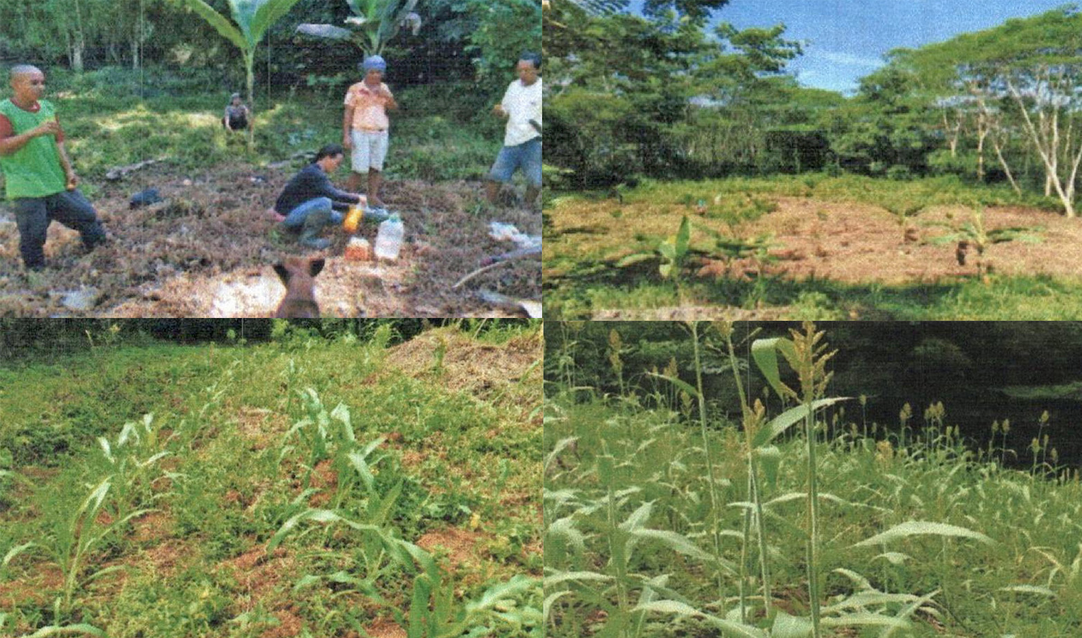 Women farmer